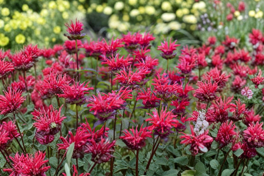 Monarda ‘Mahogany’ Bee Balm Plant in 3.5-Inch Pot, Red Pollinator Perennial for Butterfly and Hummingbird Gardens