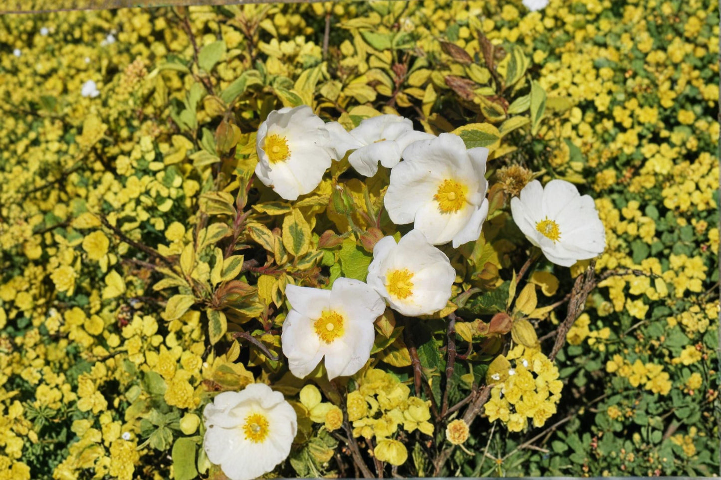 Cistus ‘Mickie’ Variegated Rockrose Plant Drought Tolerant Evergreen Shrub for Xeriscape & Mediterranean Gardens