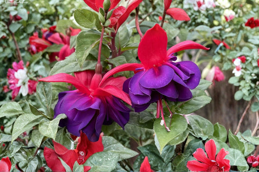 Hardy Fuchsia Plant 1 Gallon | David Red Purple Flowers | Shade Loving Perennial | Hummingbird Attracting Garden Plant