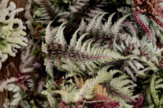 Japanese Painted Fern 3.5” Pot | Athyrium niponicum ‘Silver Falls’ | Shade-Loving Perennial Fern with Silver Foliage