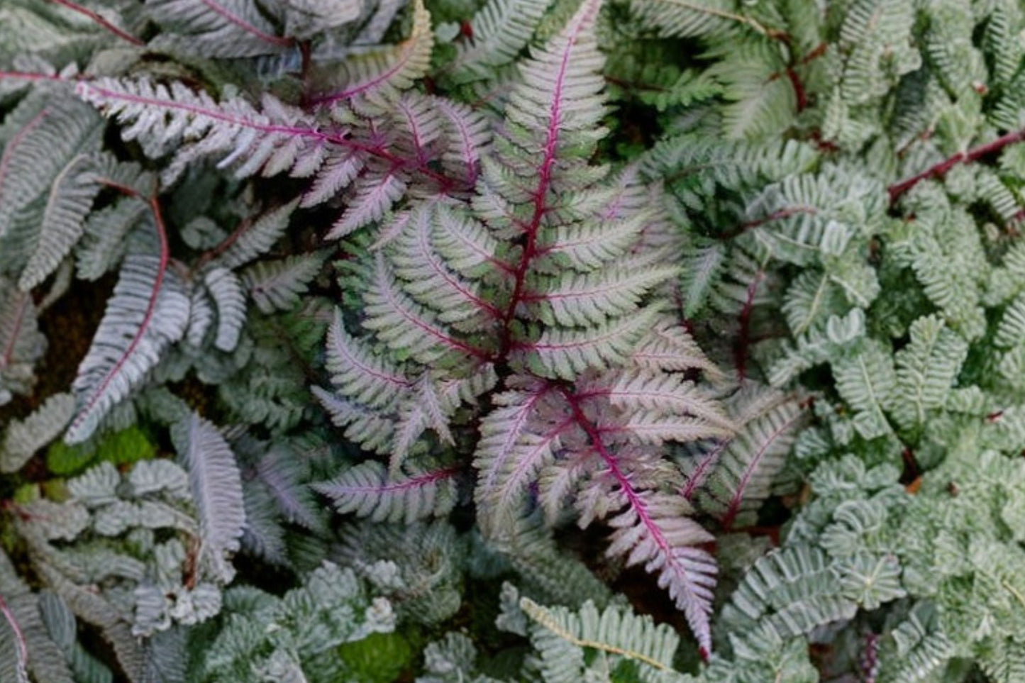 Japanese Painted Fern 3.5” Pot | Athyrium niponicum ‘Regal Red’ | Burgundy Silver Foliage | Deer Resistant Woodland Perennial