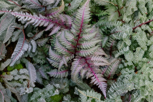 Japanese Painted Fern 3.5” Pot | Athyrium niponicum ‘Regal Red’ | Burgundy Silver Foliage | Deer Resistant Woodland Perennial