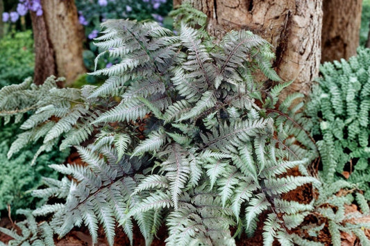 Japanese Painted Fern, Athyrium niponicum ‘Red Beauty’, Silver & Burgundy Shade Fern, Deer Resistant Woodland Perennial, 3.5-inch Pot