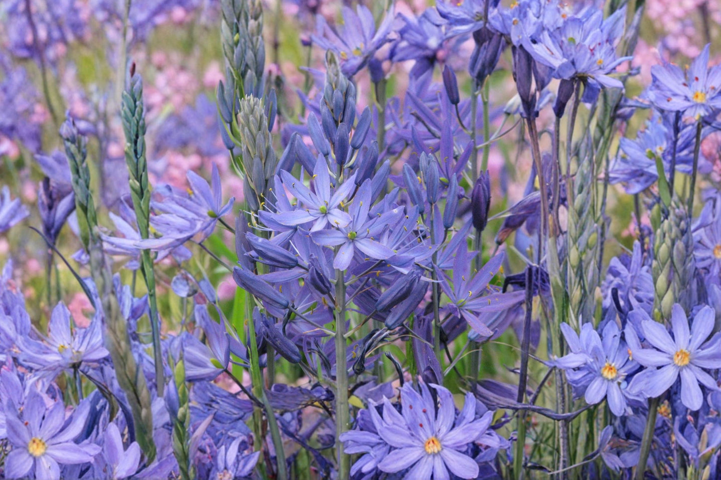 Camassia leichtlinii ‘Caerulea’ Bulb – Native Blue Wildflower, Spring Perennial, Pollinator Friendly, Oregon Grown