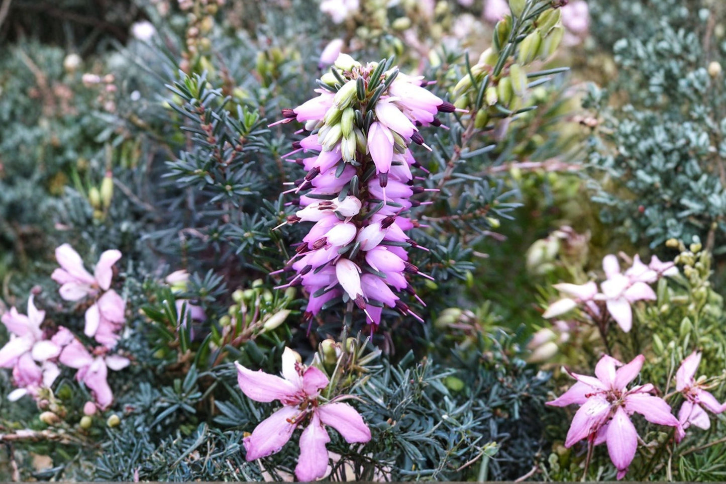 Erica x darleyensis ‘Furzey’ Winter Heather Plant – Evergreen Groundcover Shrub with Pink Winter Blooms, Deer Resistant, 1 Gallon Pot