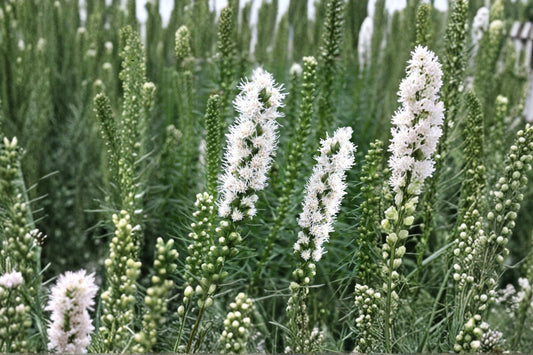 Liatris spicata ‘Floristan White’ Perennial Bulb | White Blazing Star | Butterfly Garden Flower | Pollinator Plant | Bareroot