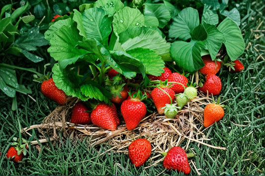 Hood Strawberry Plant | June Bearing Fragaria × ananassa | Sweet Heirloom Berry | Bareroot or Potted Strawberry Plant