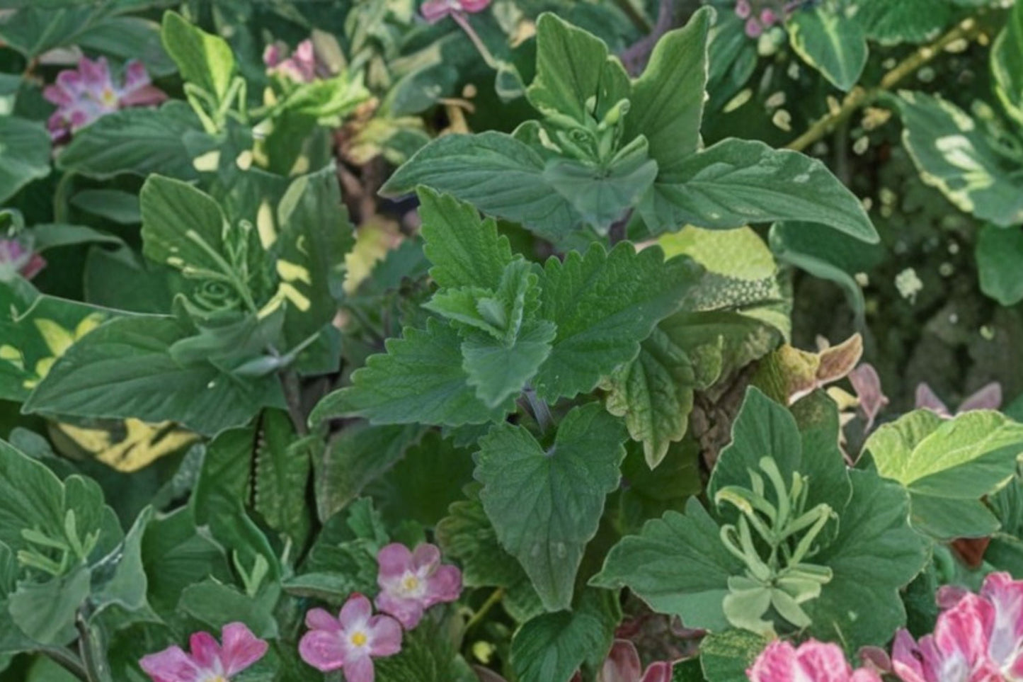 Catnip Plant | Live Perennial Herb | Nepeta cataria | Catmint for Cats, Pollinator-Friendly, Medicinal Herb, Bareroot or Potted
