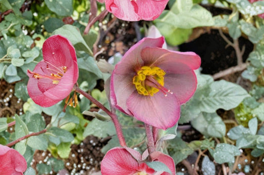 Lenten Rose ‘Dorothy’s Dawn’ Frostkiss Series Hellebore Evergreen Shade Perennial Winter Blooming Deer Resistant Plant