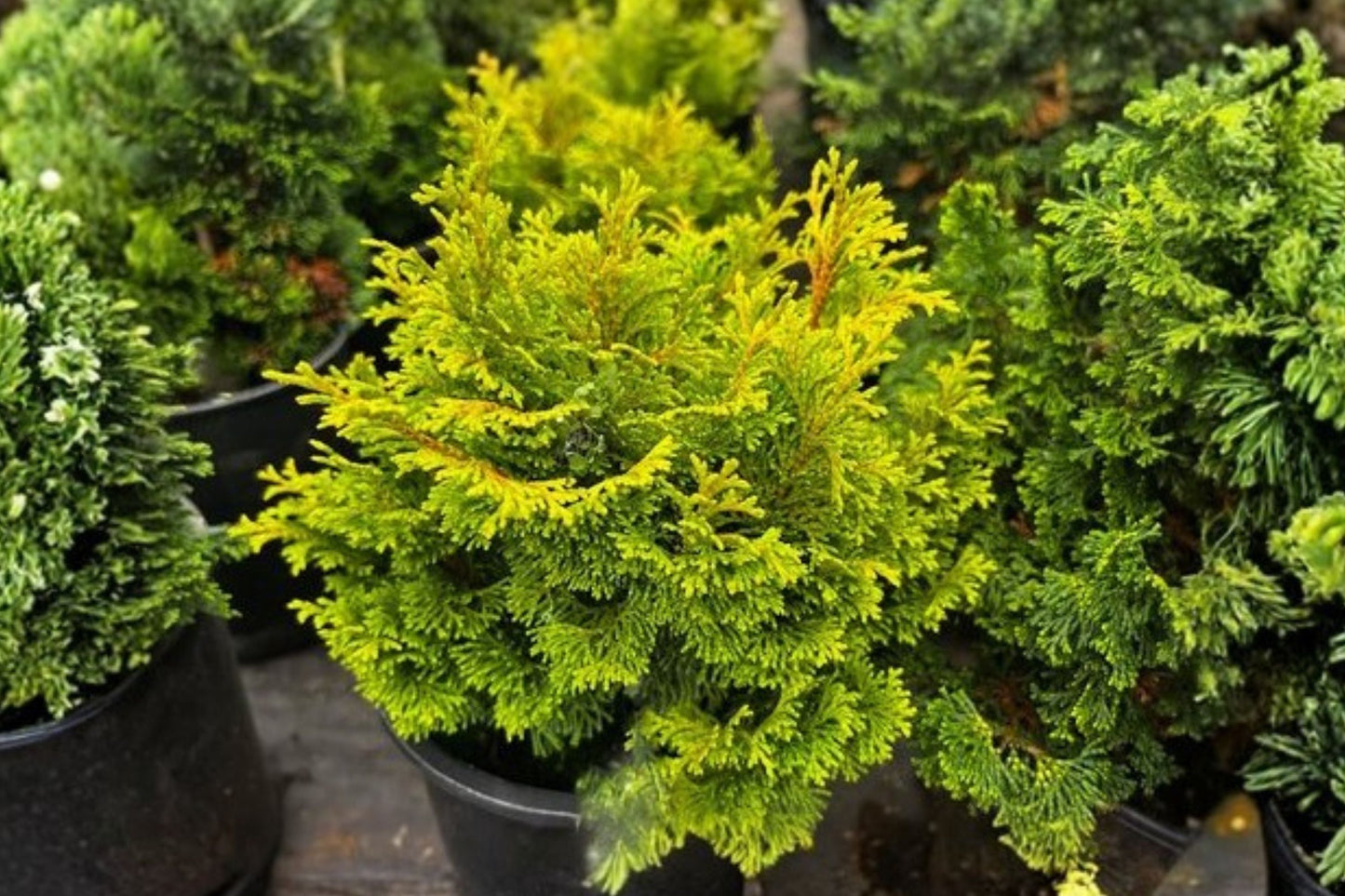 Gold Drop Hinoki Cypress Dwarf Evergreen Conifer, Chamaecyparis obtusa ‘Gold Drop’ Japanese Garden Plant