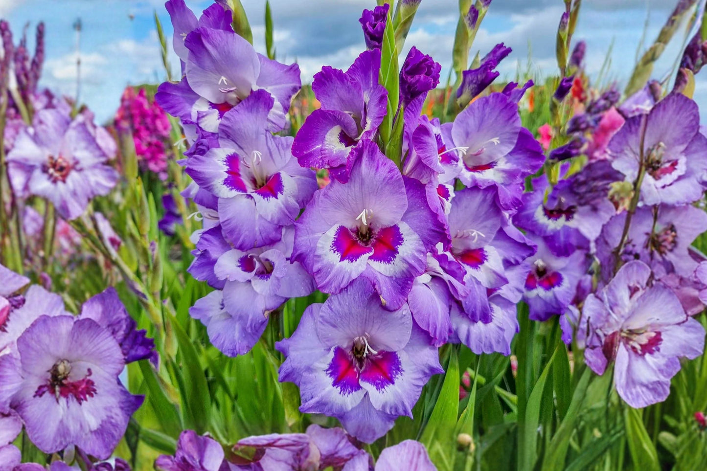 Gladiolus ‘Vista’ Bulbs | Purple and White Sword Lily | Summer Blooming Perennial Flower | Spring Planting Bulbs