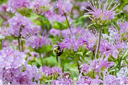 Monarda ‘Beauty of Cobham’ Bee Balm Bareroot Pink Pollinator Perennial Hummingbird Butterfly Garden Plant