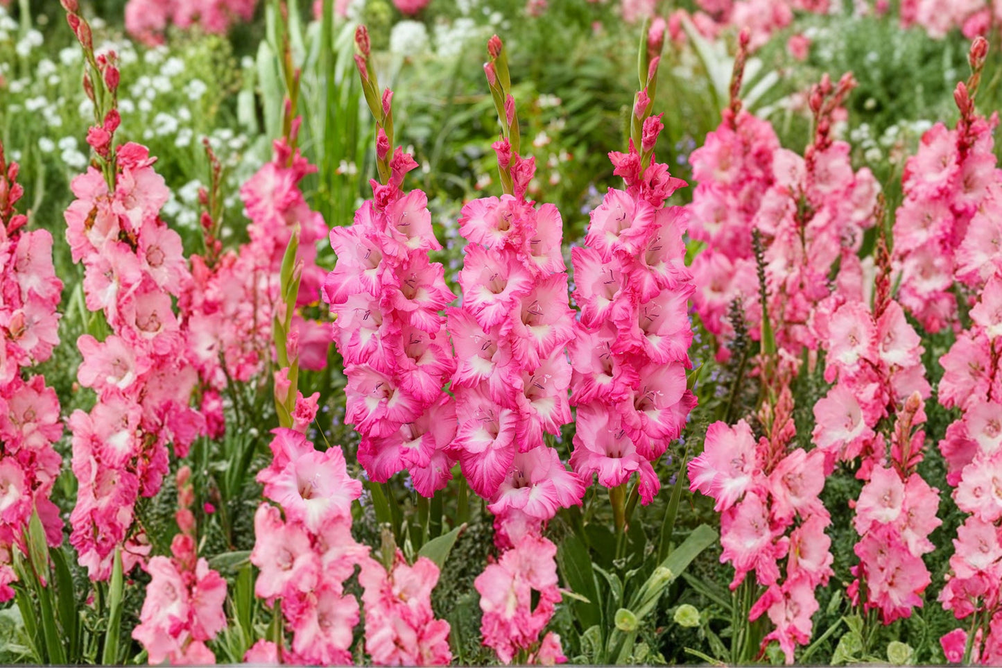 Gladiolus ‘Violet King’ Purple Sword Lily Bulbs | Summer Blooming Perennial for Cutting Gardens