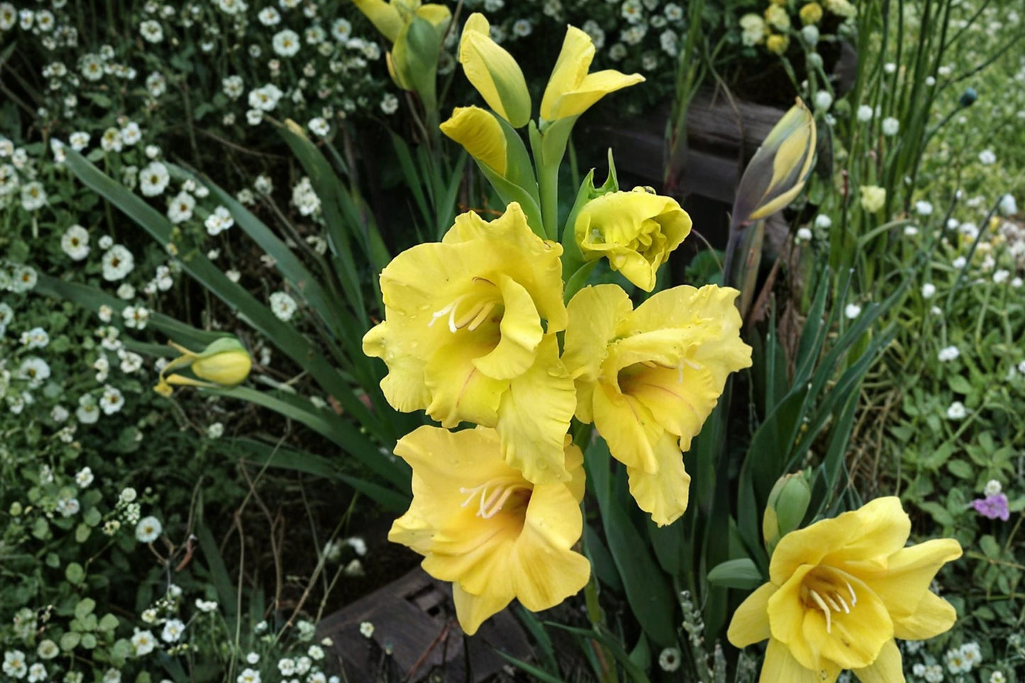 Gladiolus ‘Charisma’ Bulbs | Yellow Sword Lily | Summer Blooming Perennial | Tall Cut Flower Garden Plant