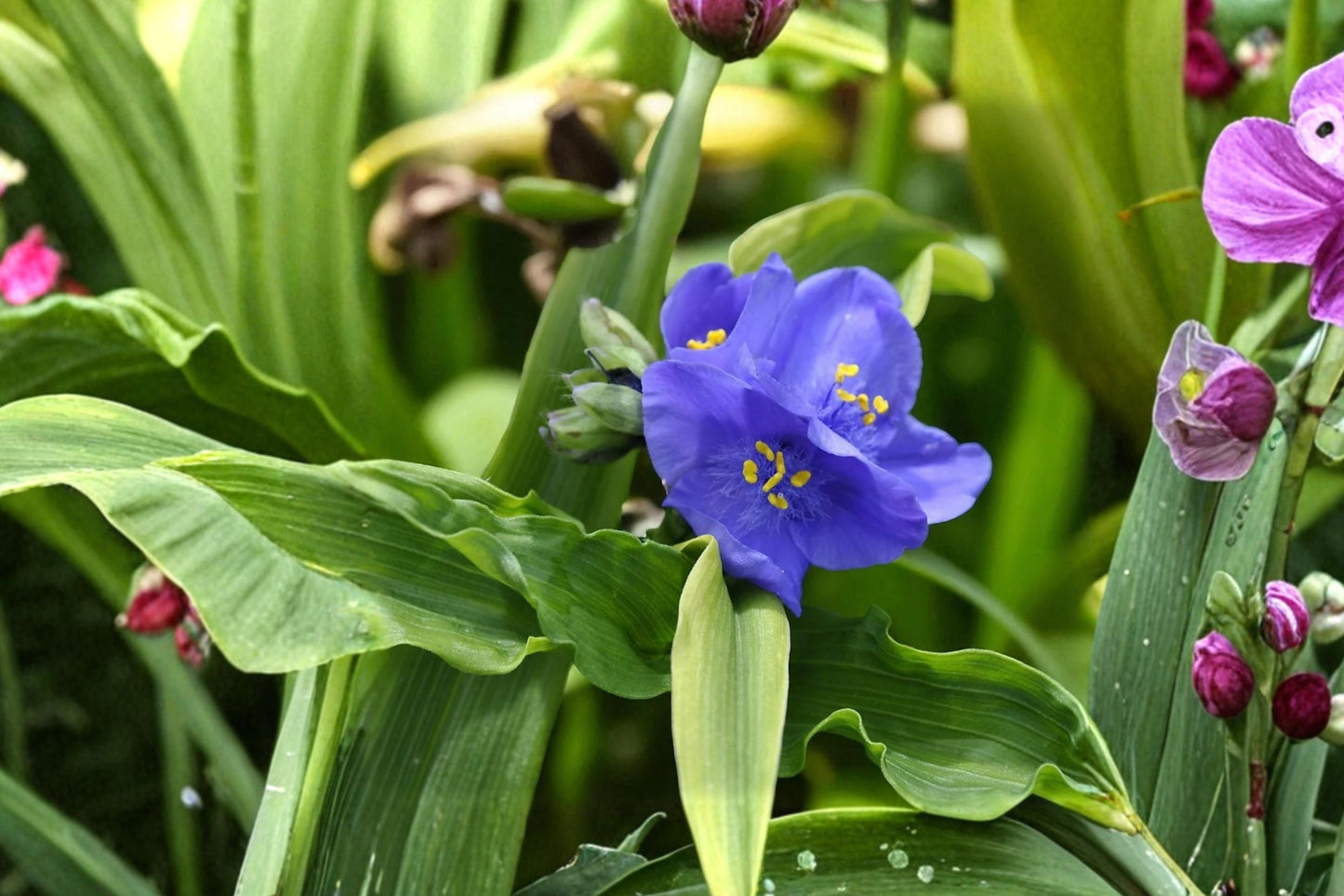 Tradescantia ‘Leonora’ Perennial Plant | Violet Blue Flowers | Shade-Loving, Pollinator Friendly | Bareroot Live Plant