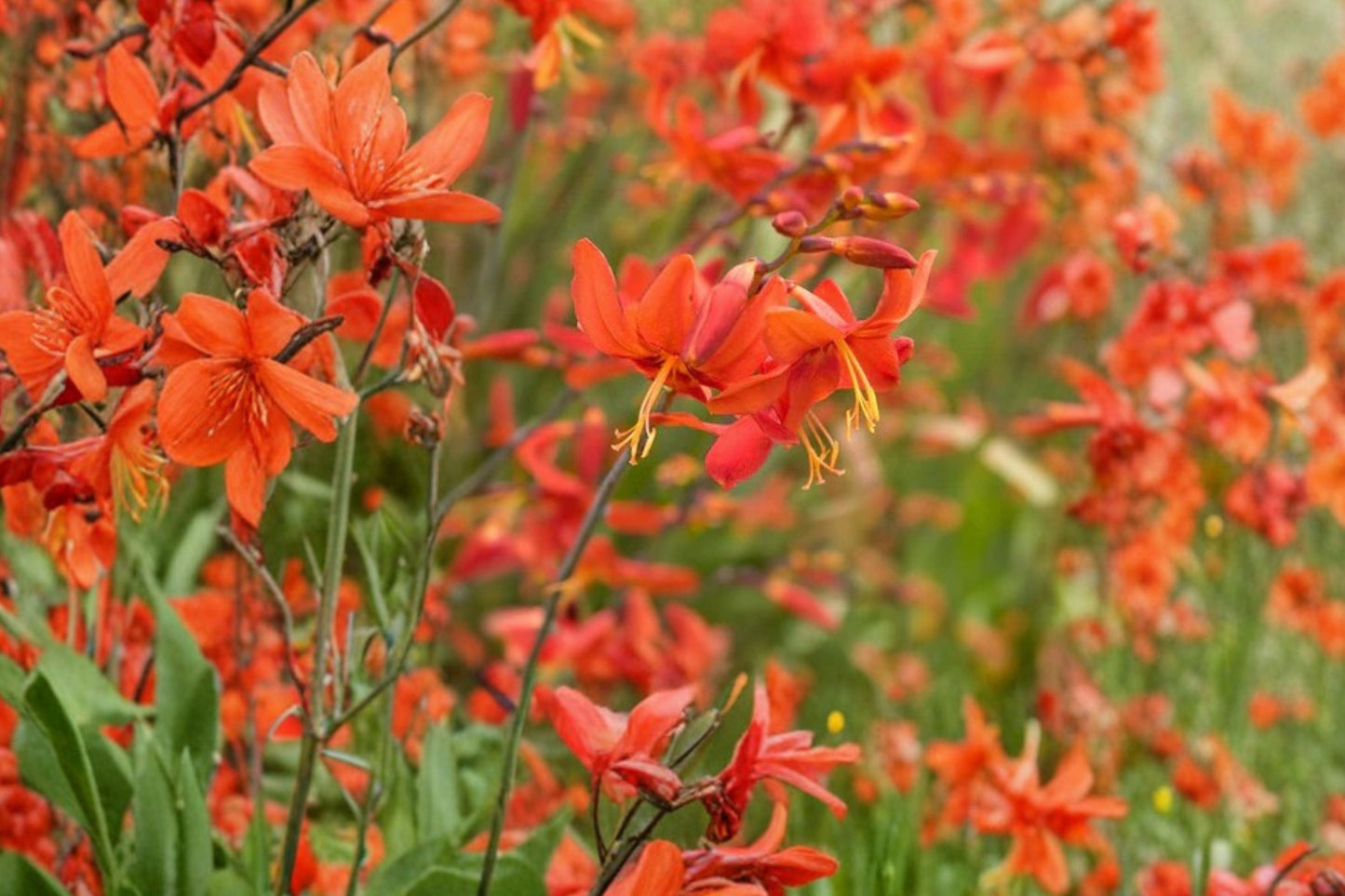 Crocosmia ‘Babylon’ Orange Red Montbretia Bulbs – Hummingbird-Attracting Summer Blooming Perennial Bareroot Plant