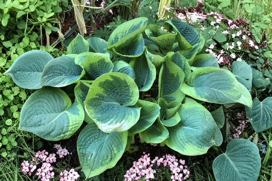 Hosta ‘Spartacus’ Large Variegated Shade Perennial Plant with Yellow Margins | Bareroot Plantain Lily
