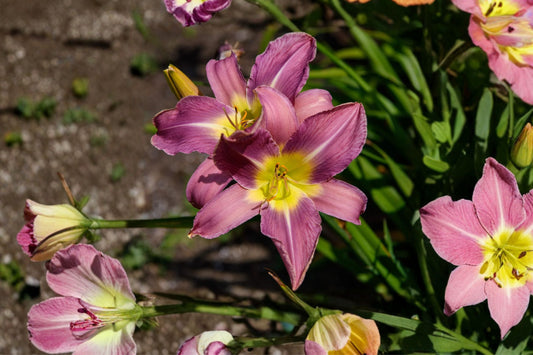Hemerocallis ‘Unlock the Stars’ Double Reblooming Daylily Lavender Pink Fragrant Perennial Bareroot Plant