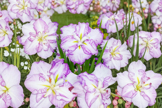 Iris ensata ‘Carrot Cake’ | Japanese Water Iris | Dinner Plate Perennial | Moisture-Loving Bareroot Plant for Water Gardens