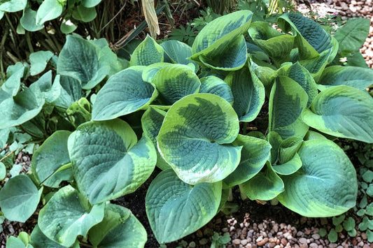 Hosta ‘Sorbet’ Variegated Plant | Shade Perennial with Creamy Edges & Purple Stems | Bareroot Hosta for Shade Gardens