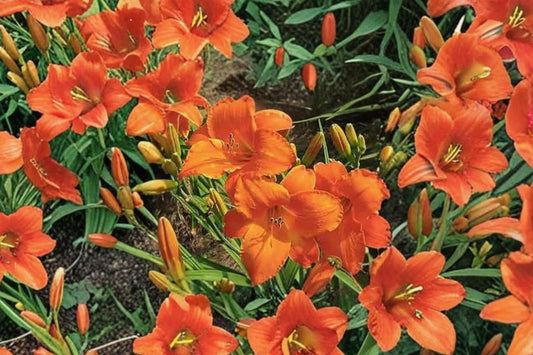 Hemerocallis ‘Mauna Loa’ Apricot Orange Reblooming Daylily Hardy Perennial Flower Bareroot Plant