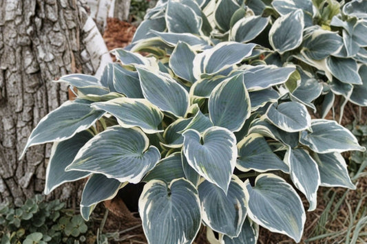 Hosta ‘El Niño’ Blue Variegated Perennial Plant Bareroot, Shade-Loving, Slug-Resistant, Ground Cover, Garden Plant