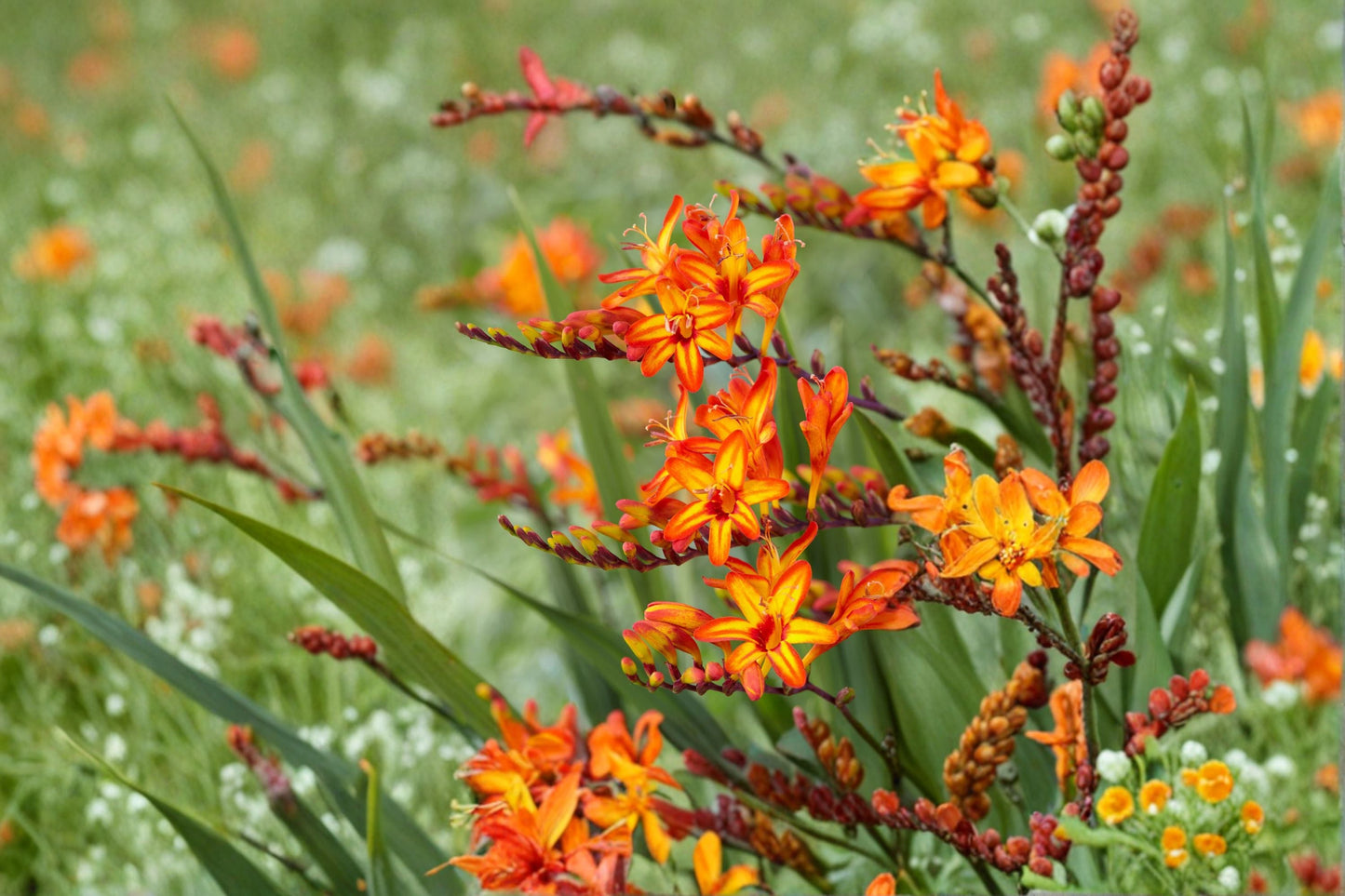 Crocosmia ‘Firestarter’ Potted Perennial – Orange & Yellow Montbretia Hummingbird-Friendly Flower Plant