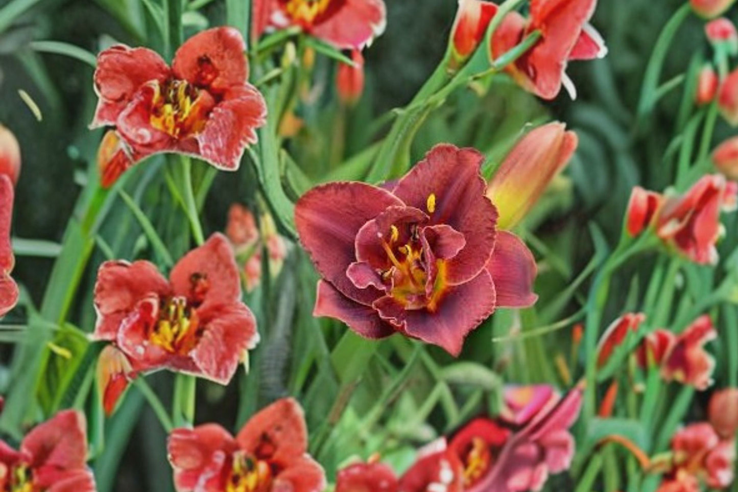 Hemerocallis ‘Night Embers’ Reblooming Burgundy Double Daylily Fragrant Perennial Bareroot Plant