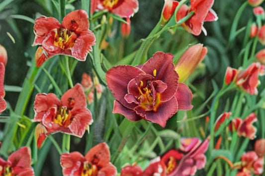 Hemerocallis ‘Night Embers’ Reblooming Burgundy Double Daylily Fragrant Perennial Bareroot Plant