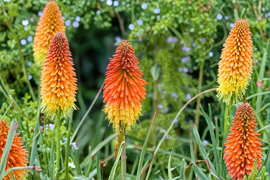 Kniphofia ‘Mango Popsicle’ Orange Red Hot Poker Plant 1 Gallon Live Perennial Hummingbird Torch Lily for Garden Borders