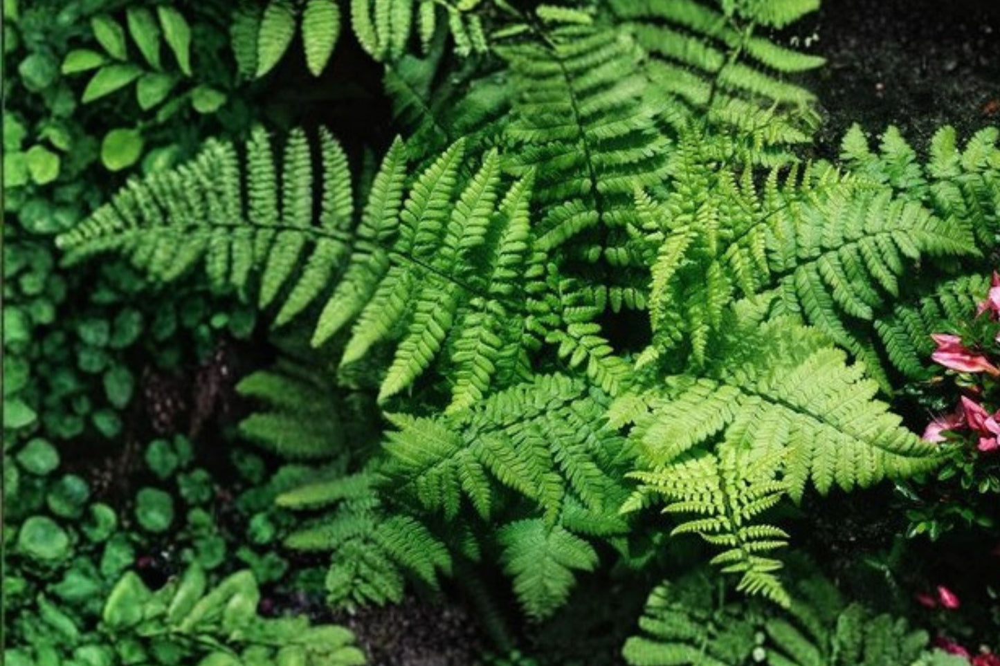 Dryopteris x complexa Buckler Fern Live Plant 3.5" Pot Hardy Shade Fern Woodland Garden Fern