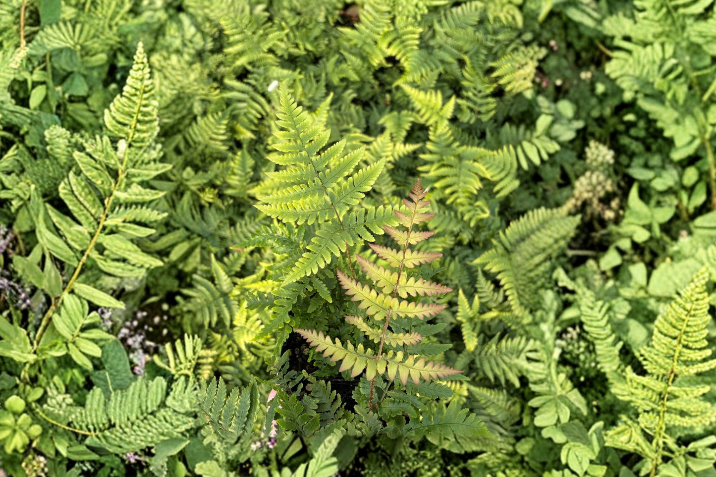 Dryopteris nipponensis Wide Leaf Autumn Fern Live Plant 3.5" Pot Hardy Shade Fern Woodland Garden