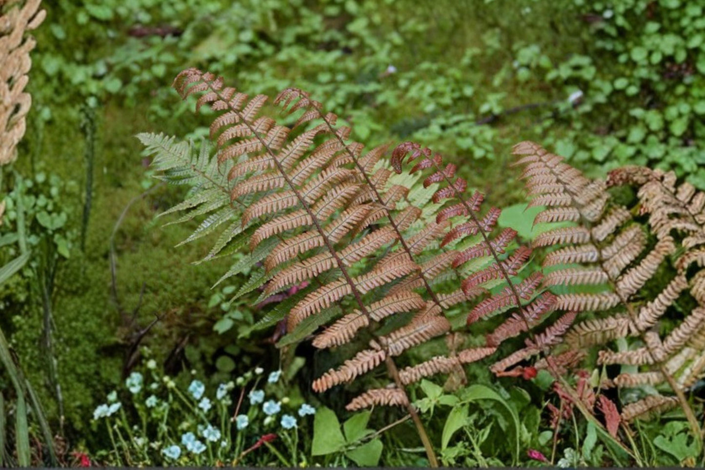 Dryopteris lepidopoda Sunset Fern | Hardy Shade Fern in 3.5" Pot | Copper Red Woodland Fern for Indoor & Garden