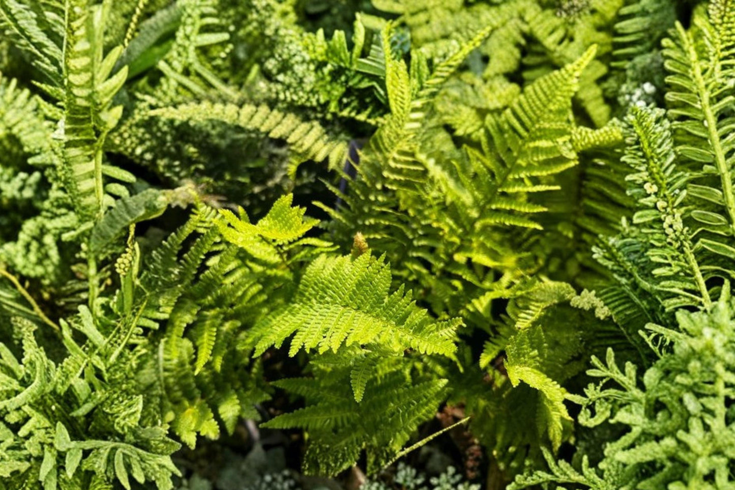 Dryopteris affinis 'Crispa Congesta' Dwarf Evergreen Fern 3.5" Pot, Curled Shade Fern, Woodland Fairy Garden Plant