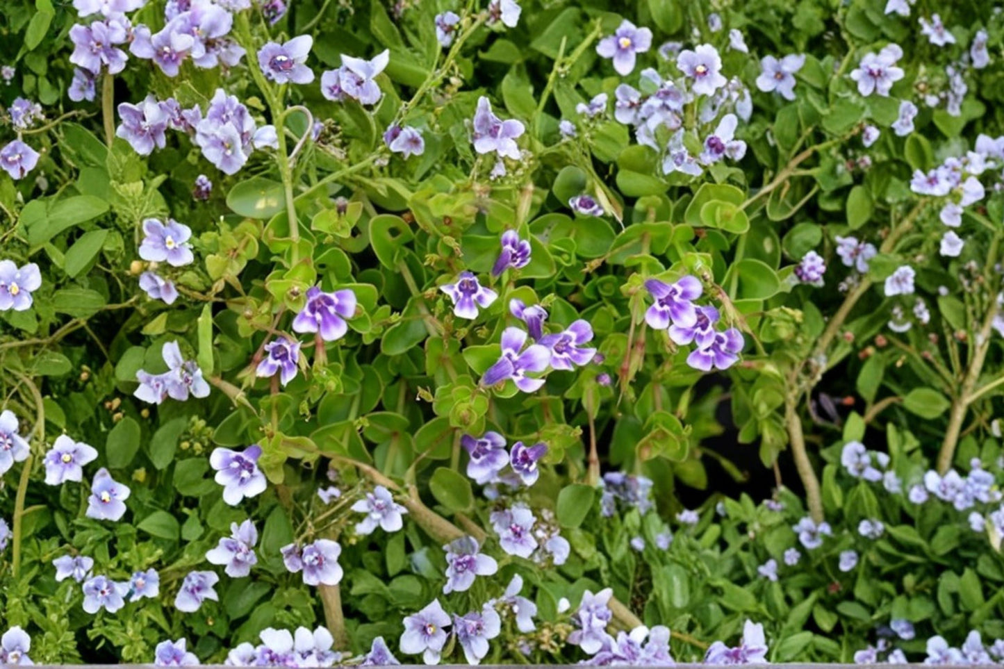 Lindernia grandiflora Blue Moneywort Groundcover | Trailing Perennial Plant in 3.5" Pot | Moisture-Loving, Shaded Garden Plant