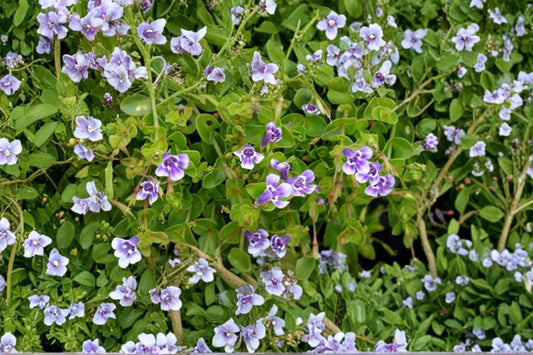 Lindernia grandiflora Blue Moneywort Groundcover | Trailing Perennial Plant in 3.5" Pot | Moisture-Loving, Shaded Garden Plant