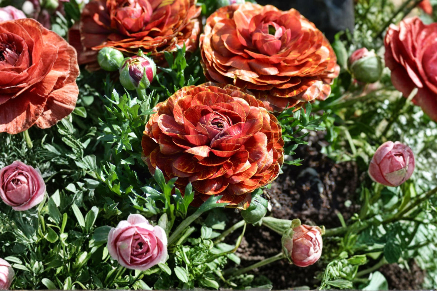 Ranunculus 'Cafe au Lait' Bareroot Bulbs | Rose-Like Spring Flowers for Garden & Cut Flowers | Peony-Style Blooms