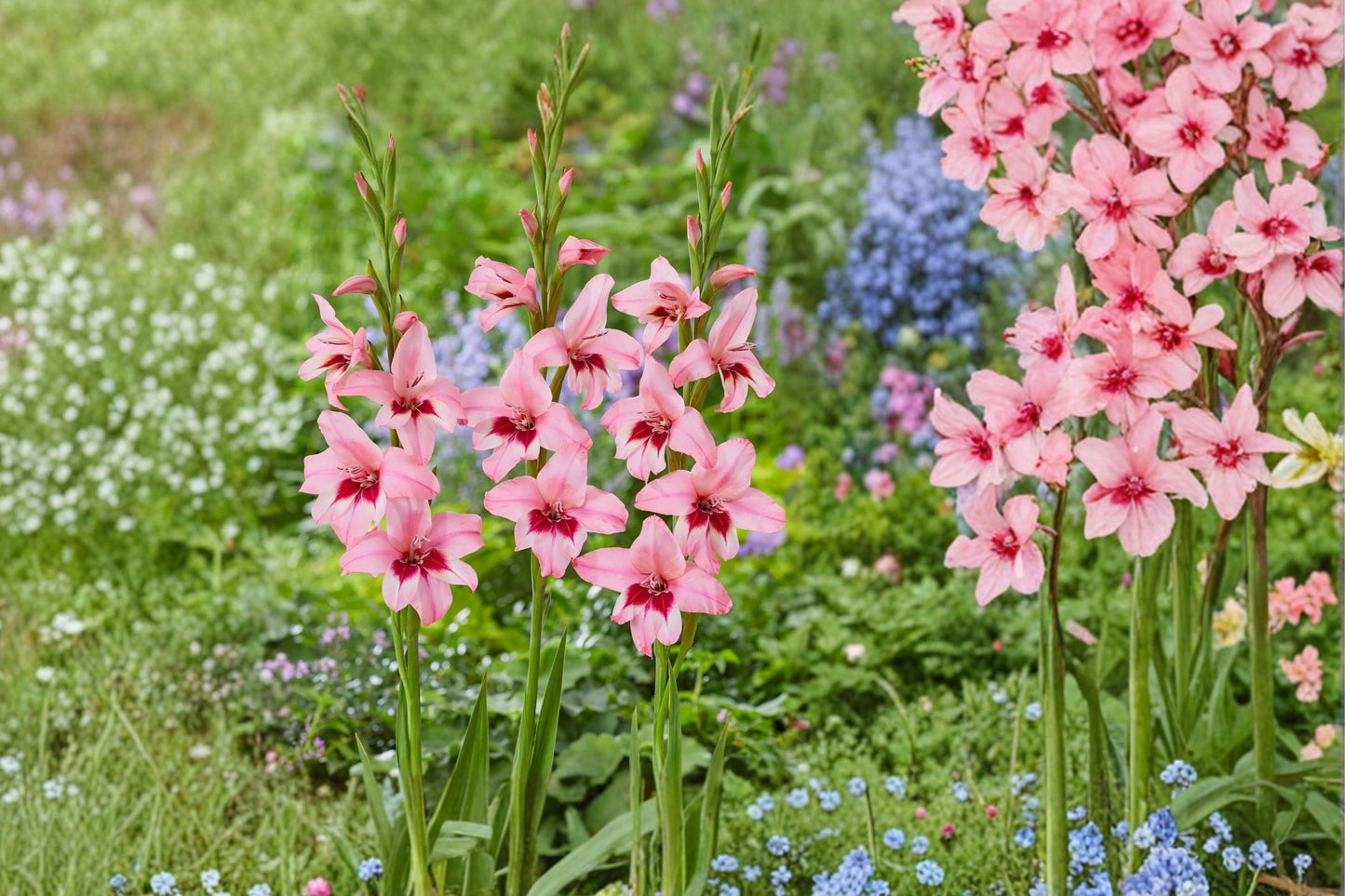 Pink Acidanthera Bulbs | Gladiolus murielae ‘Summer Sunset’ | Fragrant Hardy Gladiolus | Summer Blooming Orchid Flower Sword Lily