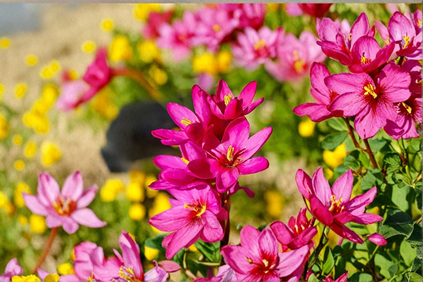5 Ixia ‘Rose Emperor’ Bulbs | Pink African Corn Lily | Wand Flower Corms for Garden & Cut Flowers | Spring Planting Bulbs