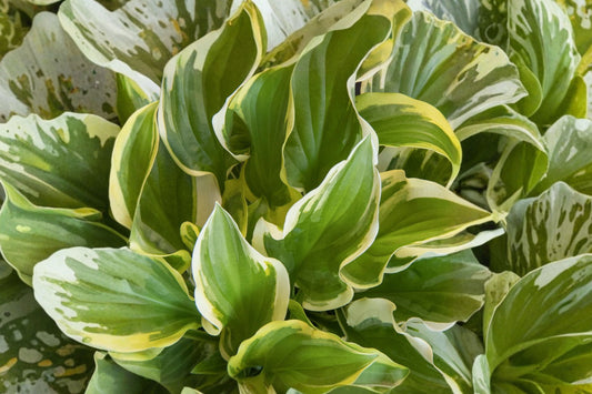 Hosta ‘So Sweet’ Bareroot – Variegated Shade Perennial with Fragrant White Flowers, Woodland Garden Plant, Plantain Lily