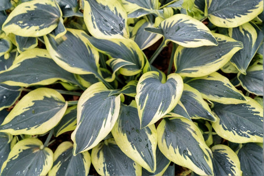 Hosta ‘Ben Vernooij’ Bareroot Plant | Blue Variegated Foliage | Cream Gold Margin | Shade Perennial | Woodland Garden Plant