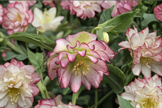 Lenten Rose ‘Rose Quartz’ Evergreen Shade Perennial, Winter Blooming Hellebore, Early Flowering Helleborus, Shade Garden Plant
