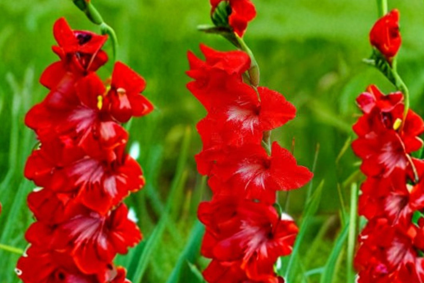 Gladiolus Glamini ‘Tom’ Red Compact Bulbs | Dwarf Sword Lily for Summer Blooming Cut Flowers & Pollinator Garden