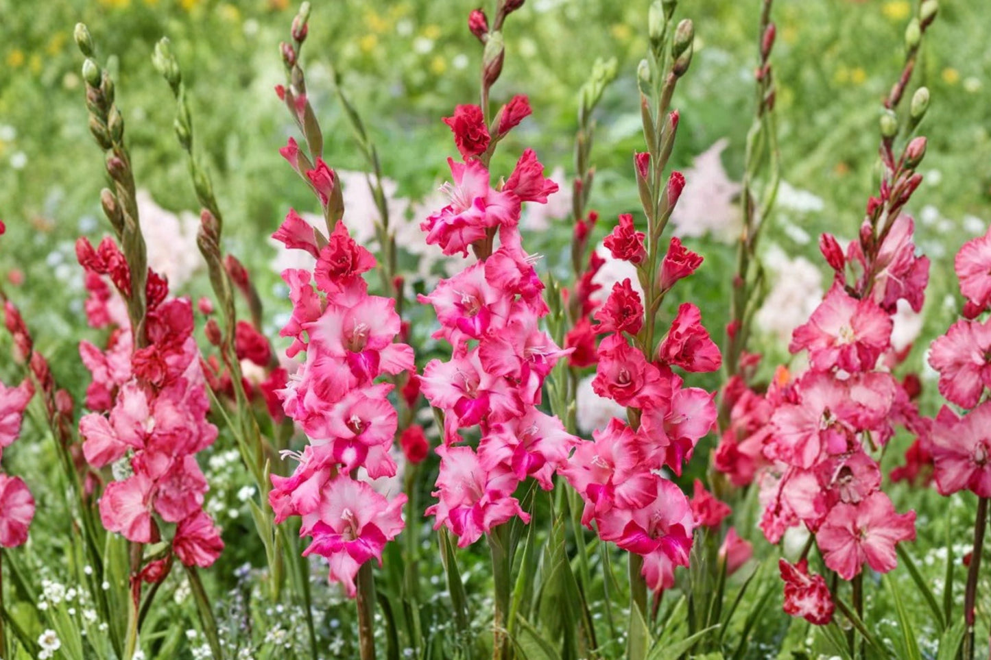 Pink Gladiolus Bulbs | Gladiolus Glamini ‘Kelly’ | Dwarf Sword Lily for Garden & Cut Flowers | Summer Blooming Pollinator-Friendly Plant