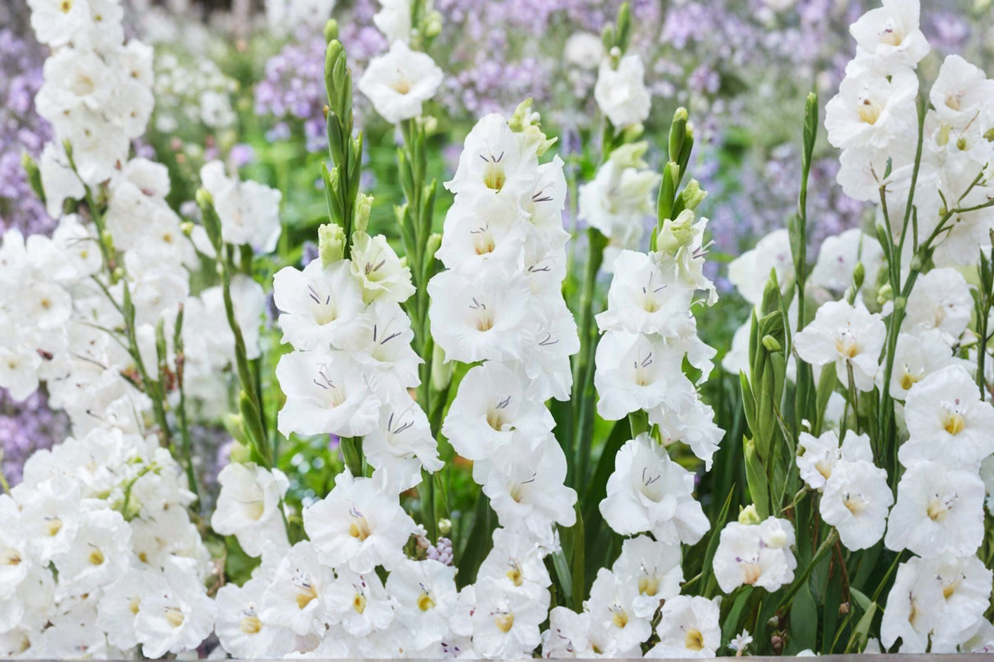 White Compact Gladiolus Bulbs | Gladiolus Glamini ‘Blondie’ | Summer Blooming Dwarf Sword Lily for Garden & Cut Flowers