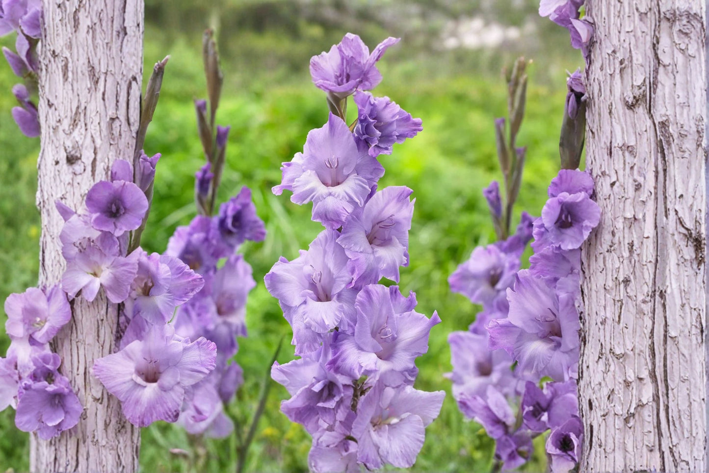 Gladiolus Glamini ‘Kim’ Purple Compact Bulbs | Dwarf Sword Lily for Summer Blooming Cut Flowers & Pollinator Gardens