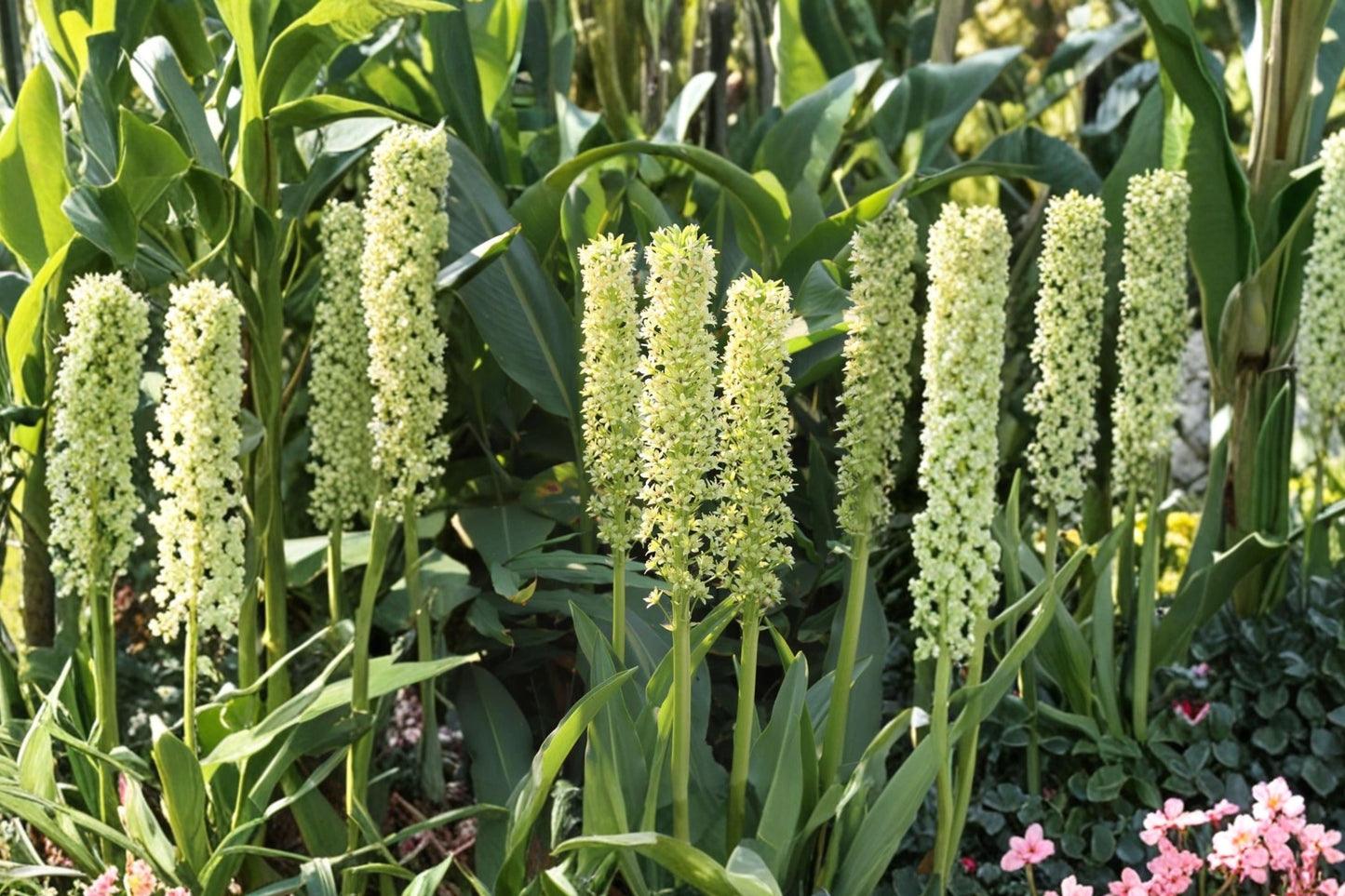 Eucomis pole-evansii Giant Pineapple Lily Bulb Tall Summer Blooming Perennial Exotic Tropical Garden Plant Pollinator Friendly Flower