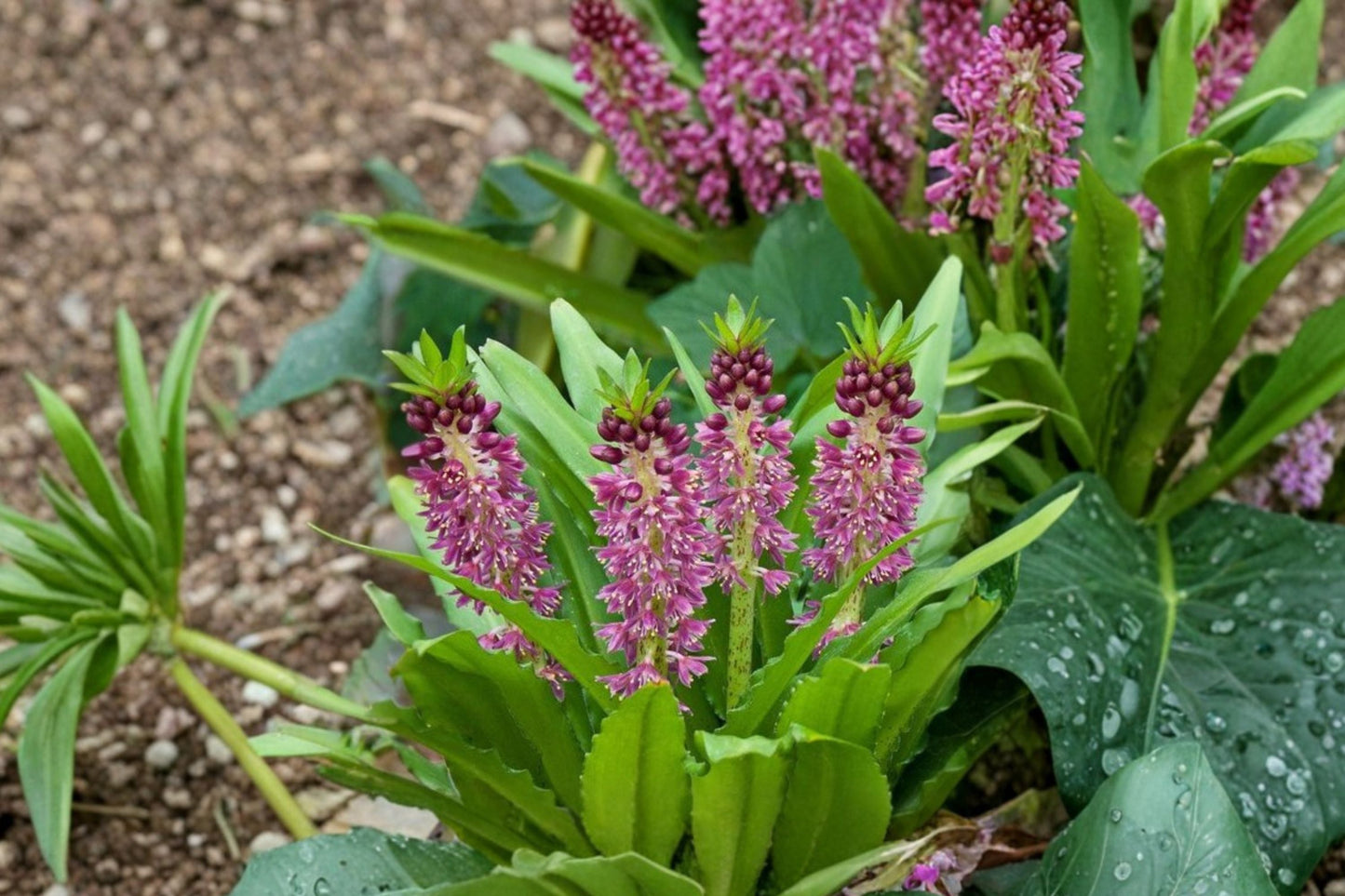 Eucomis Aloha Lily 'Leia' Pineapple Lily Bulb Purple Foliage Perennial Exotic Summer Blooms Pollinator Garden Plant Bareroot