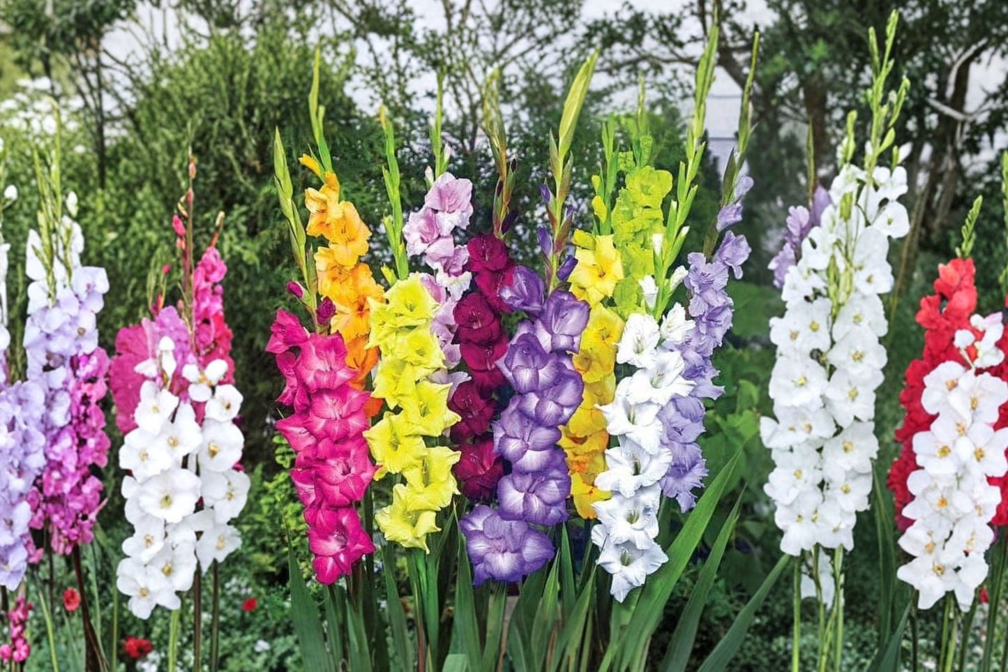 Gladiolus Bulbs Mix | Grower's Choice Tall Sword Lily Collection | Summer Flower Bulbs for Garden & Cut Flowers