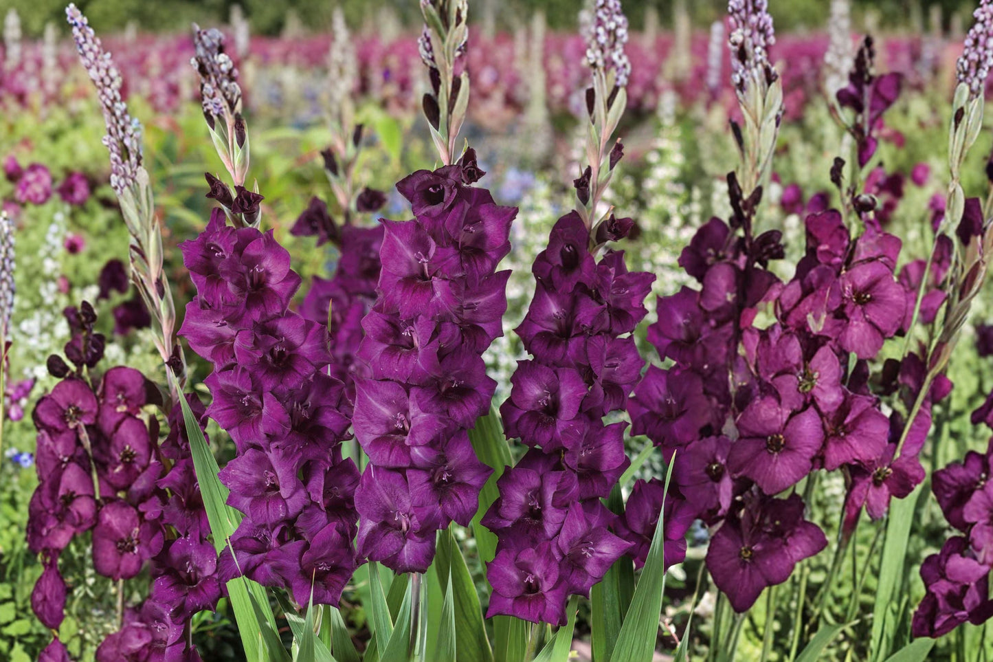 Gladiolus Bulbs 'Shaka Zulu' Dark Purple Tall Sword Lily Summer Blooming Perennial Garden Plant